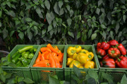 Endlich ist der Paprika reif und zeigt sich in seinen leuchtenden Farben.