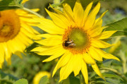 Die einfache Sonnenblume mit Staubgefäßen – das freut die Hummel, damit kann sie etwas anfangen.